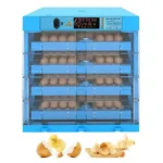 320-Eggs-1